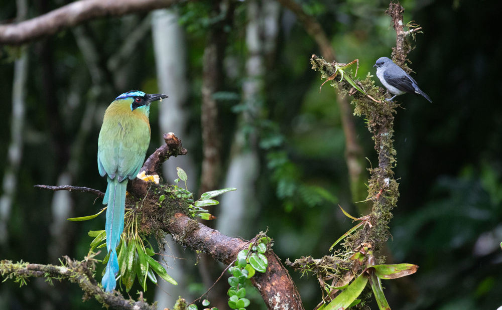 Lesson's Motmot and Plain-colored Tanager